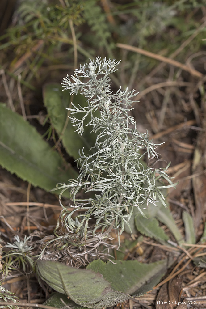 Image of genus Artemisia specimen.