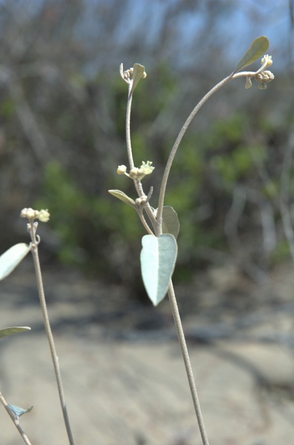 Image of Croton californicus specimen.