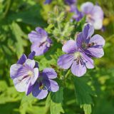 Geranium erianthum