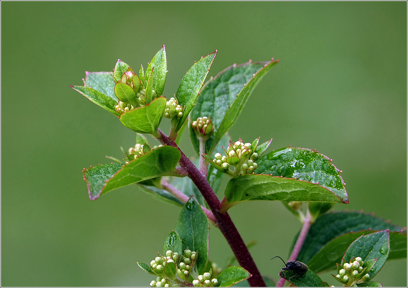 Image of Hydrangea paniculata specimen.