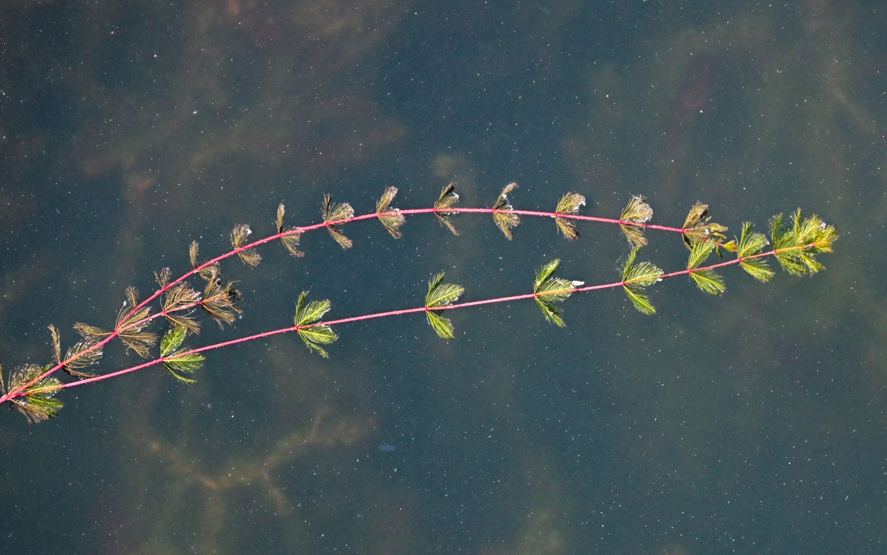 Изображение особи Myriophyllum spicatum.
