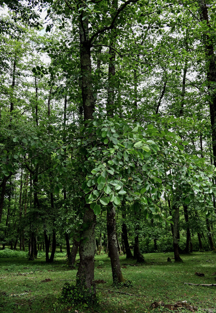 Image of Alnus barbata specimen.