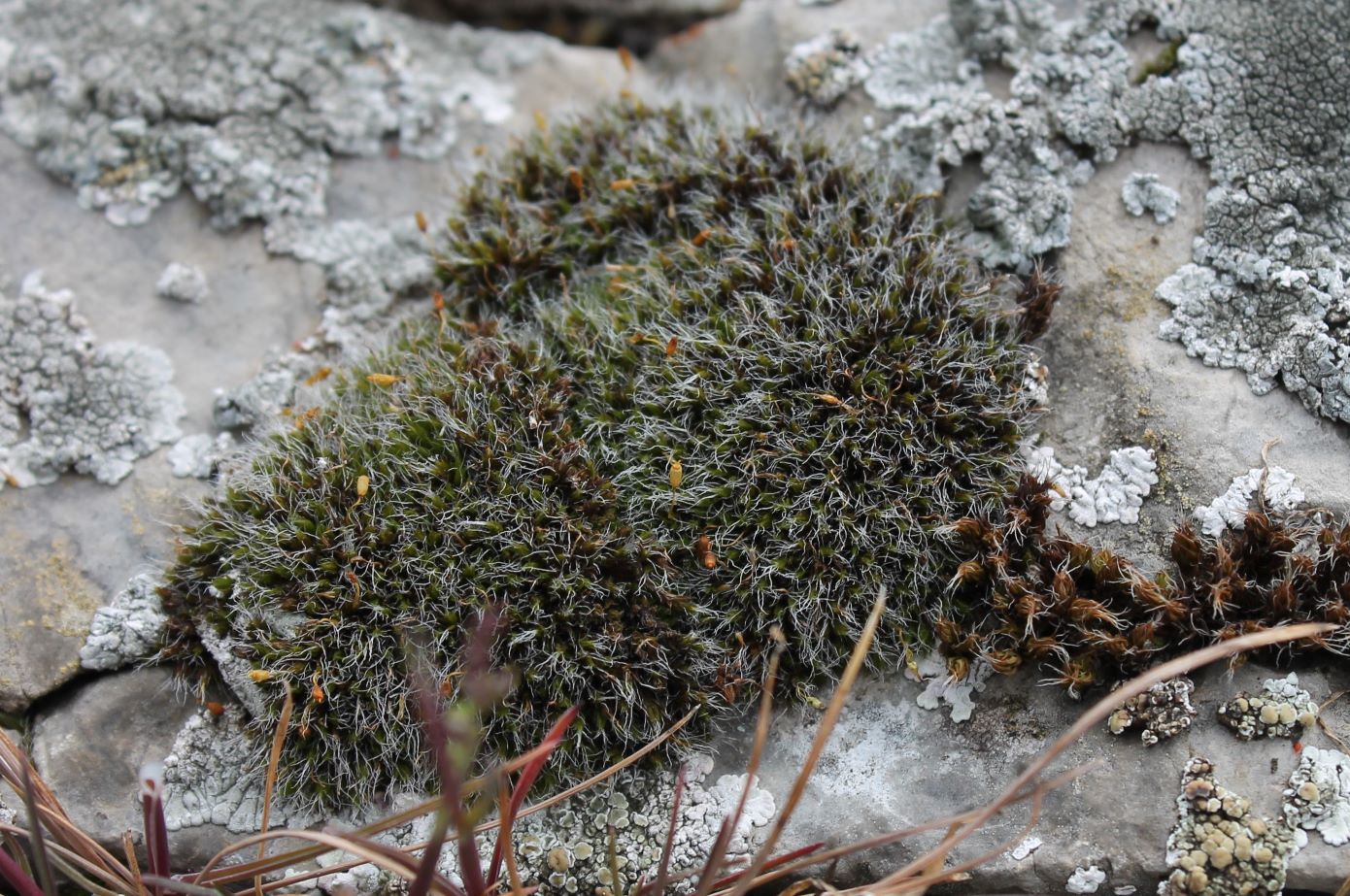 Изображение особи Grimmia pulvinata.