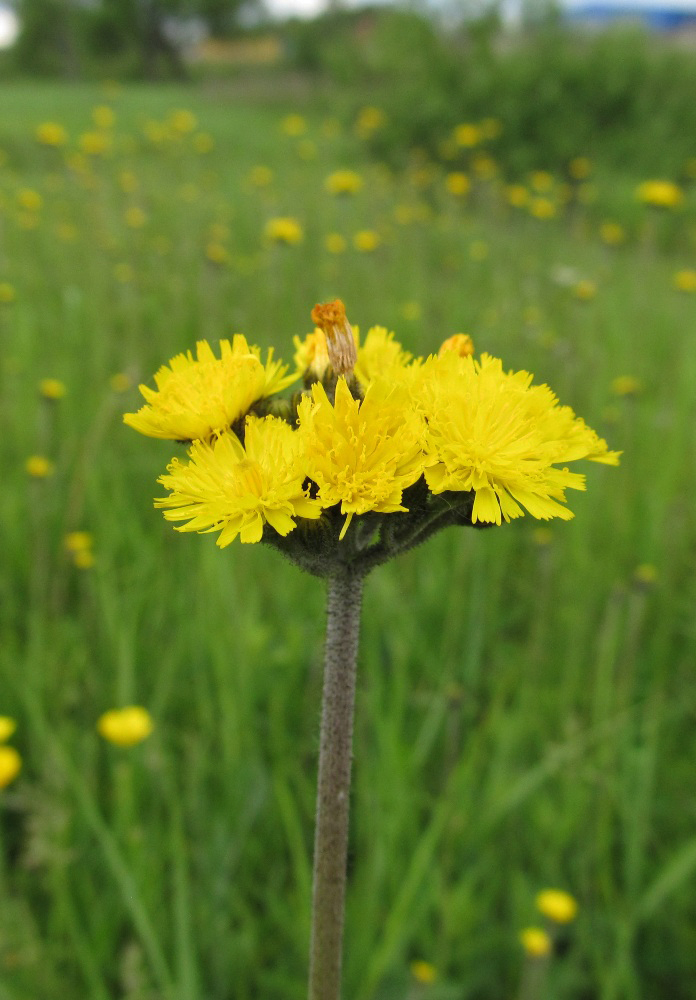 Изображение особи Pilosella vaillantii.