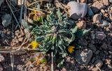 Calendula tripterocarpa