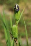 Iris sibirica