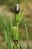 Iris sibirica