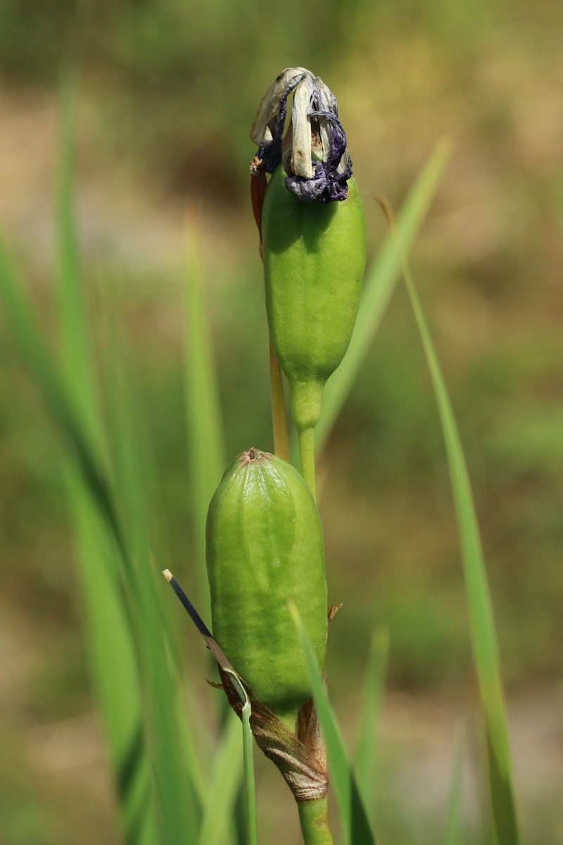 Image of Iris sibirica specimen.