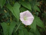 Calystegia spectabilis. Цветок и листья. Пермский край, г. Пермь, Индустриальный р-н, разнотравный луг. 04.08.2023.