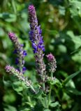 Salvia nemorosa. Соцветие. Армения, обл. Лори, окр. с. Лори Берд, крепость Лори Берд, ≈ 1300 м н.у.м., луговой склон. 24.06.2022.