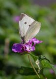 Lantana montevidensis. Соцветие с кормящейся бабочкой Pieris rapae. Израиль, г. Бат-Ям, в культуре. 30.11.2023.