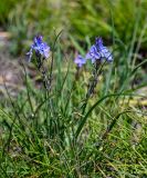 Veronica multifida. Верхушки побегов с соцветиями. Армения, обл. Гегаркуник, берег оз. Севан, гора Артаниш, ≈ 2200 м н.у.м., луговой склон. 23.06.2022.