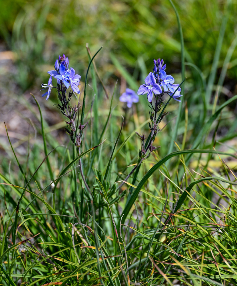 Изображение особи Veronica multifida.