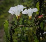 Calystegia sepium. Цветки и лист. Пермский край, Кунгурский р-н, окр. с. Плехановское, окр. оз. Осиновое, залежь. 13.08.2023.