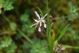 genus Silene. Цветок. Чечня, Шаройский р-н, западный склон пер. Цумандинский, выс. 2150 м н.у.м., обочина дороги. 23 августа 2023 г.