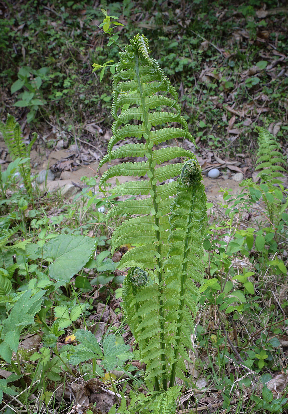 Image of Matteuccia struthiopteris specimen.
