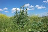 Centaurea solstitialis. Вегетирующее растение на фоне цветущих Brassicaceae. Краснодарский край, Темрюкский р-н, мыс Железный Рог, обочина грунтовой дороги. 12.05.2024.