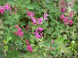 Lespedeza bicolor. Ветви с соцветиями. Приморье, Ханкайский р-н, пос. Новокачалинск. 28 июля 2004 г.