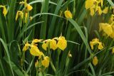 Iris pseudacorus. Верхушки цветущих растений. Калужская обл., Боровский р-н, окр. с. Роща, остров на р. Протва, у воды. 3 августа 2024 г.