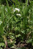 Cardamine amara