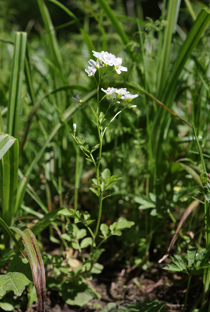 Изображение особи Cardamine amara.