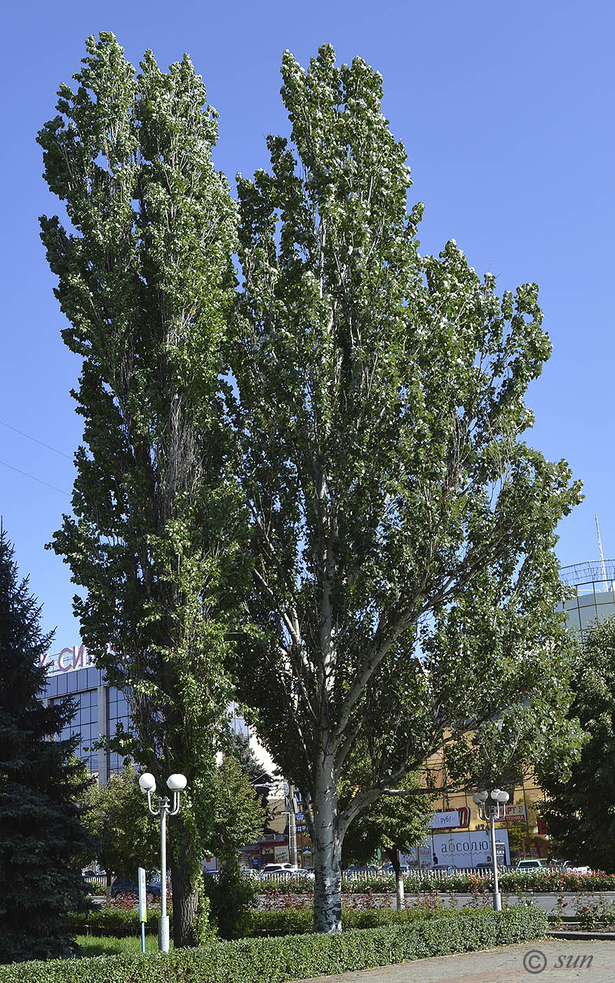 Изображение особи Populus alba.