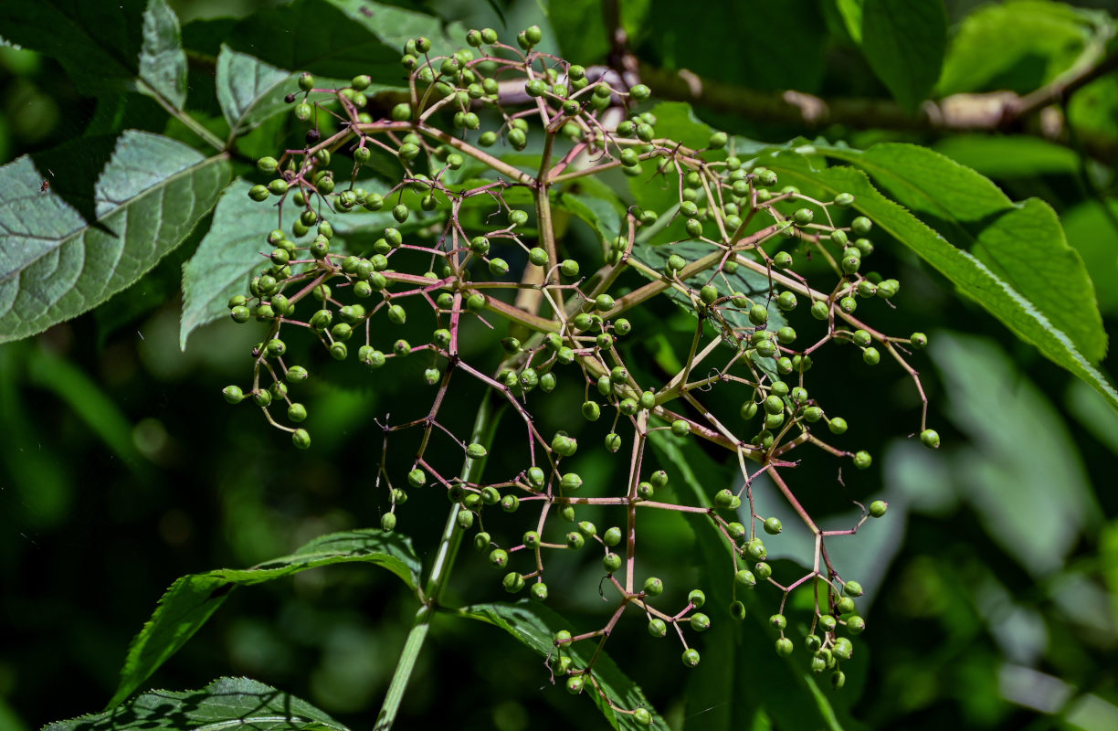 Изображение особи Sambucus nigra.