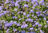 Ageratum houstonianum