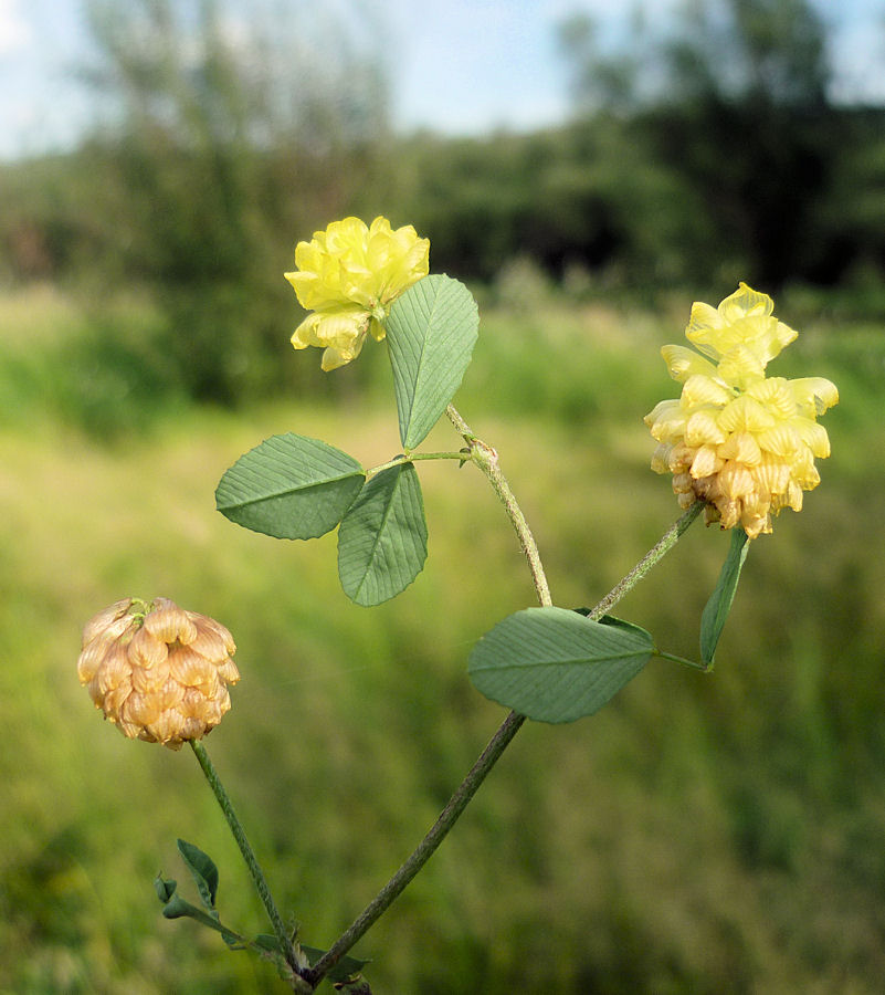 Изображение особи Trifolium campestre.