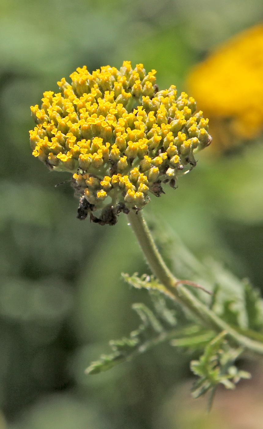 Изображение особи Achillea filipendulina.