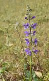 Salvia pratensis