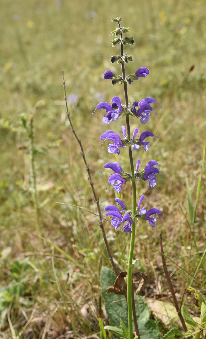 Image of Salvia pratensis specimen.