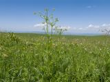 семейство Apiaceae. Цветущее растение. Карачаево-Черкесия, Зеленчукский р-н, гора Джисса, ≈ 1600 м н.у.м., субальпийский луг. 14.06.2024.