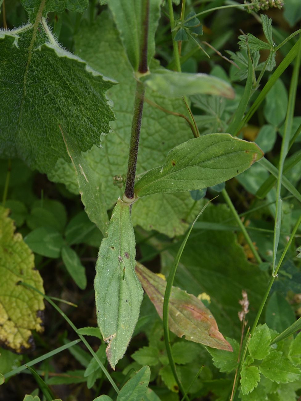 Image of Melandrium latifolium specimen.