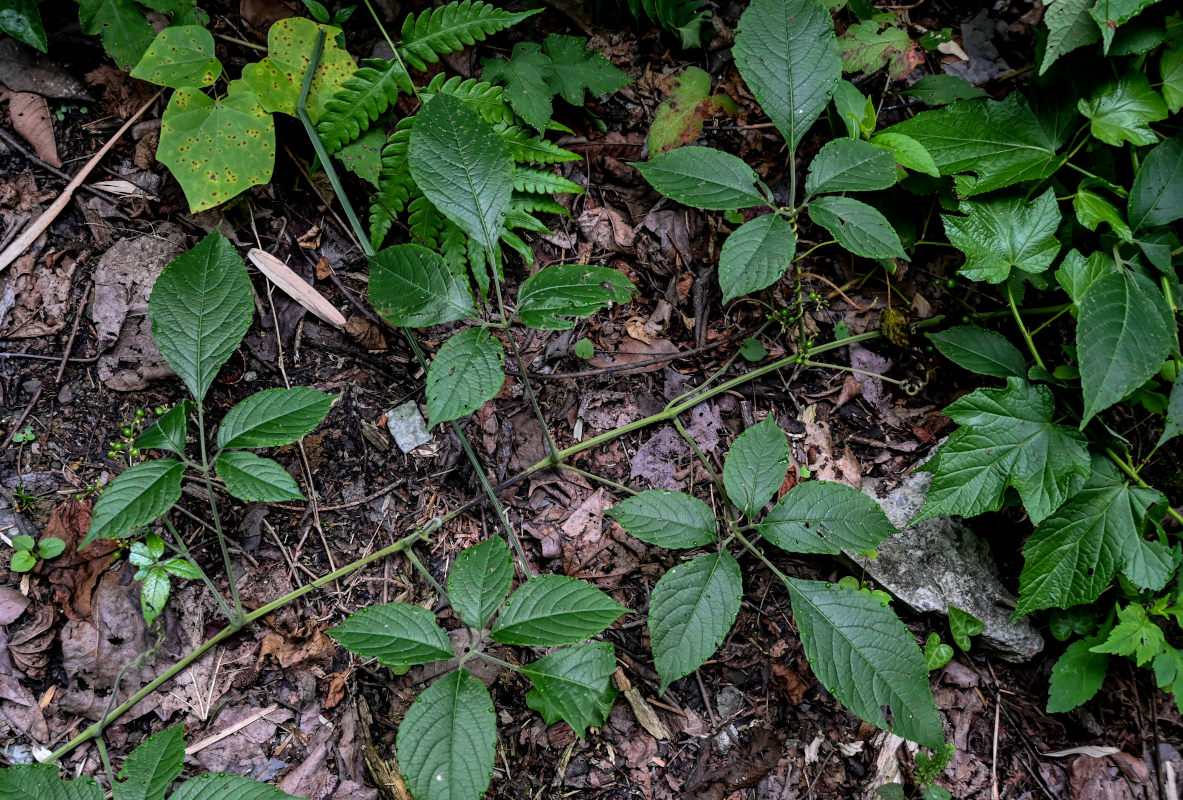 Image of Causonis japonica specimen.