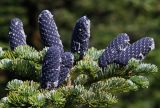 Abies nephrolepis. Верхушка дерева с молодыми шишками. Южное Приморье, Чёрные горы, заповедник \"Кедровая падь\". 05.07.2009.