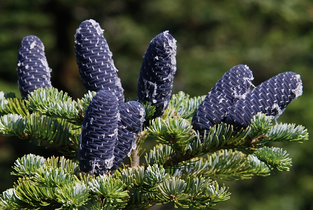 Изображение особи Abies nephrolepis.