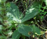 Ajuga orientalis. Растение в начале вегетации. Краснодарский край, м/о Новороссийск, окр. с. Сукко, окр. оз. Сукко, залесённый левый борт долины, небольшая поляна на крутом каменисто-дернистом склоне. 14.06.2021.