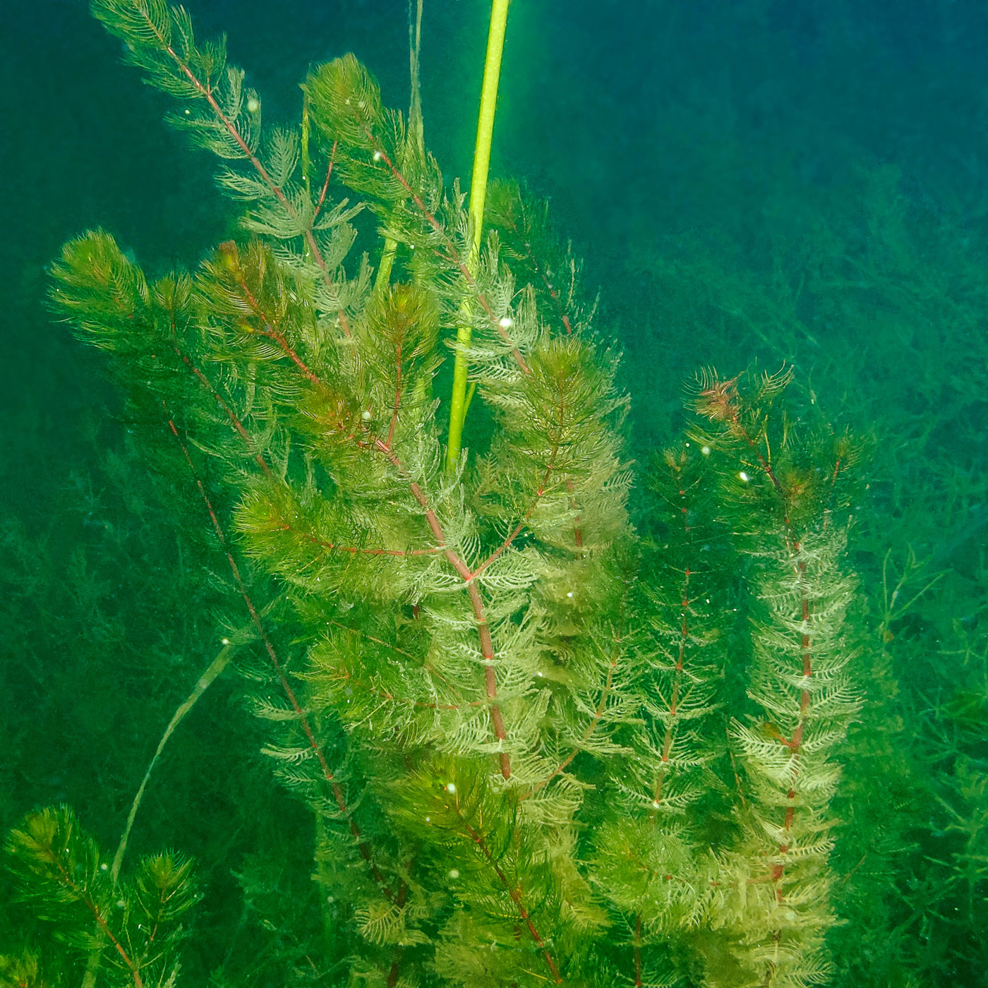 Image of Myriophyllum verticillatum specimen.