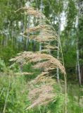Phragmites australis