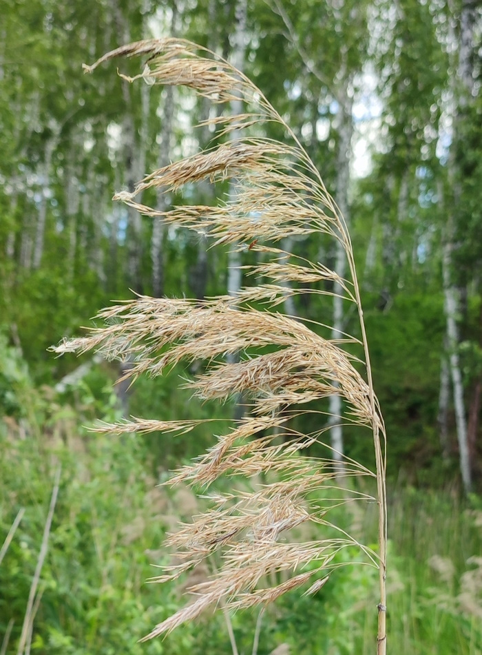 Image of Phragmites australis specimen.