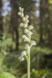 Goodyera repens