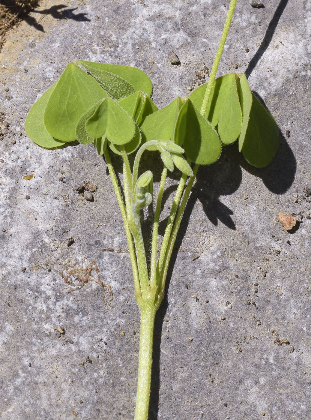Изображение особи Oxalis dillenii.