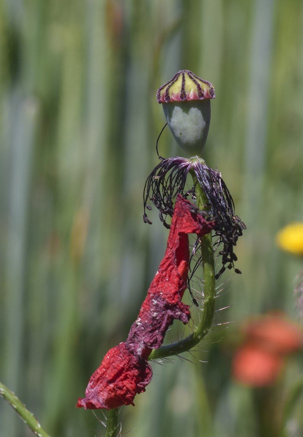 Image of Papaver rhoeas specimen.