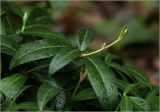 Vinca minor