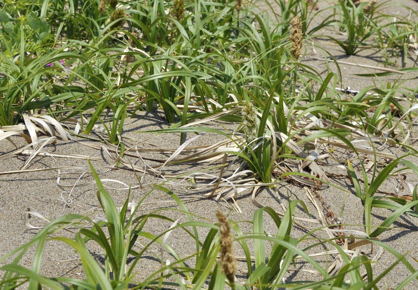 Image of Carex macrocephala specimen.