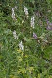 Aconitum leucostomum. Цветущие растения. Юго-восточный Казахстан, Джунгарский Алатау, ущ. р. Коксу 10 км выше пос. Рудничный, на каменистом подножии склона. 08.07.2013.