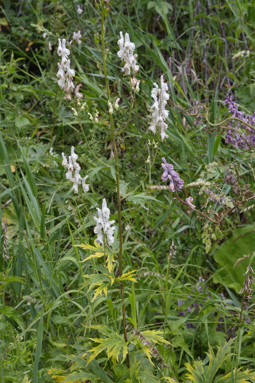 Image of Aconitum leucostomum specimen.