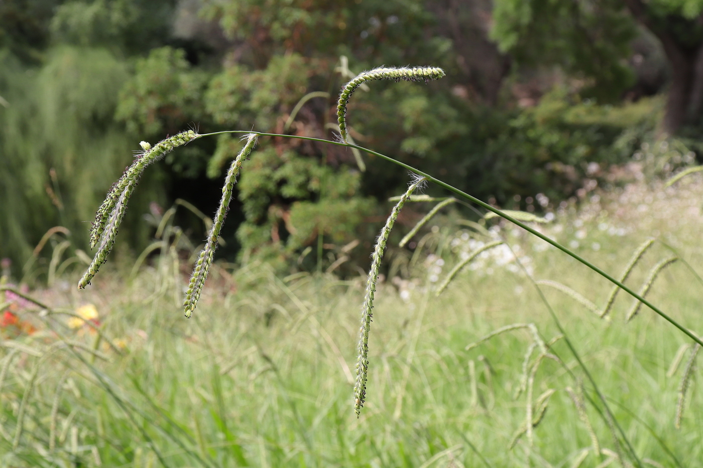 Image of Paspalum dilatatum specimen.