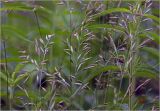 genus Festuca. Соцветия. Московская обл., Раменский р-н, окр. дер. Хрипань, садовый участок. 11.06.2025.